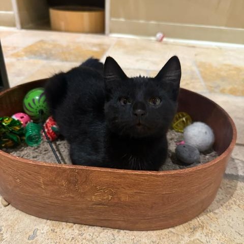 Guinness (bonded to Bud), Baby Male Domestic Short Hair