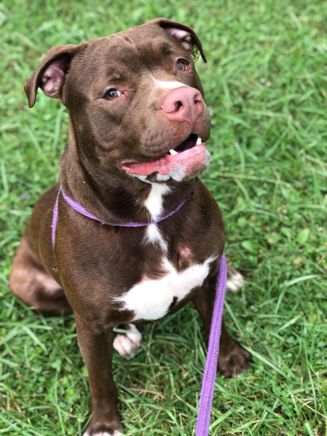 Edger, Adoptable, Adult Male Pit Bull Terrier.