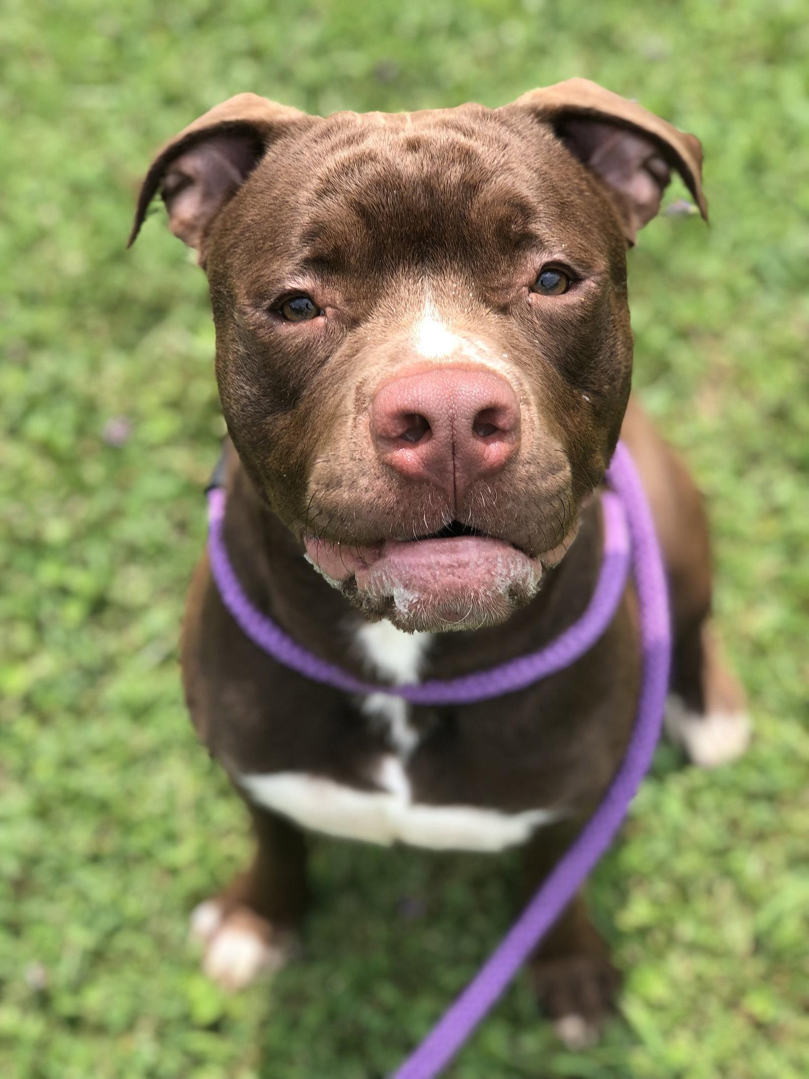 Enlarge Edger, a Adoptable Pit Bull Terrier in Elkins, WV image 2/3