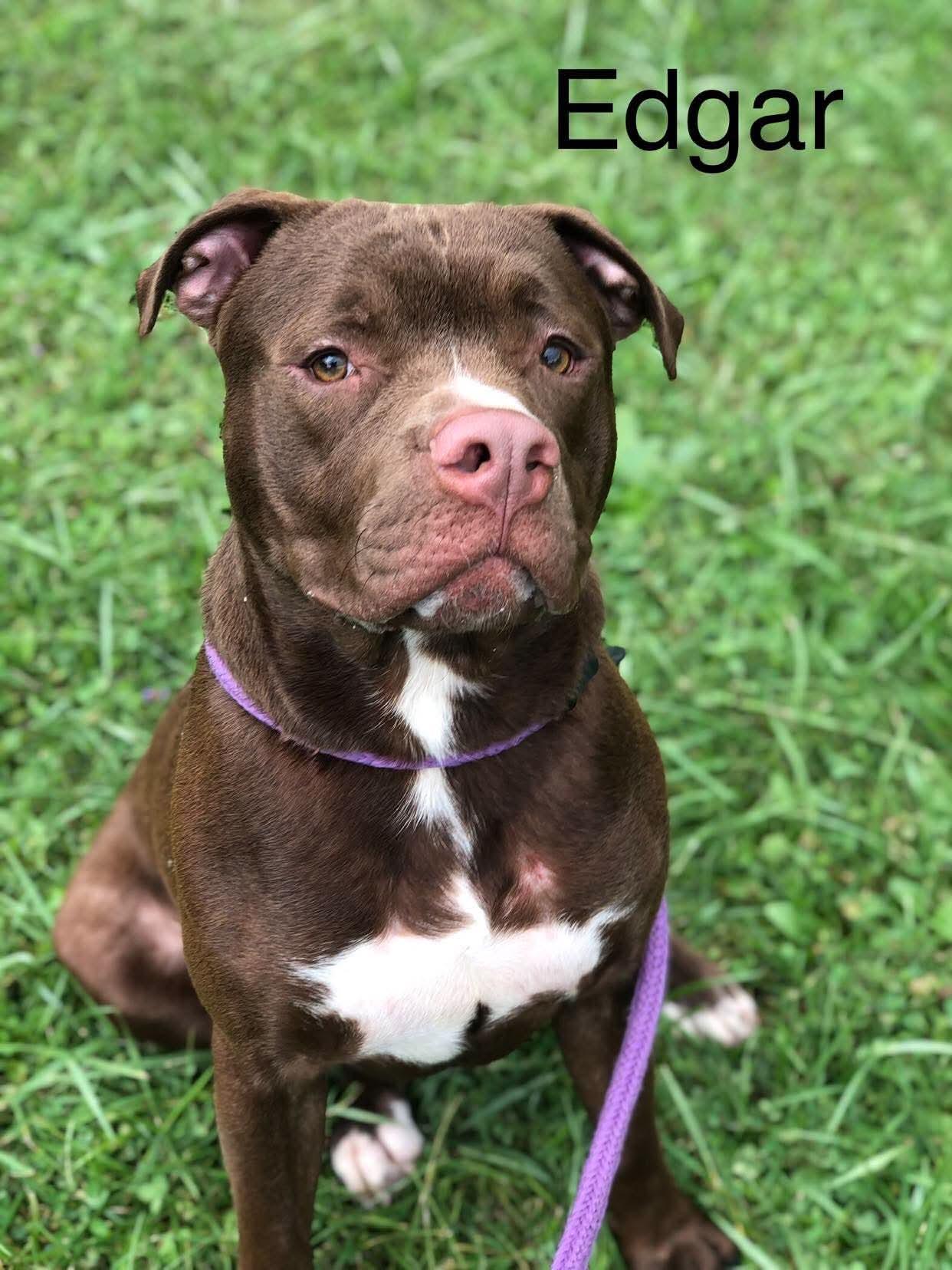 Enlarge Edger, a Adoptable Pit Bull Terrier in Elkins, WV image 3/3