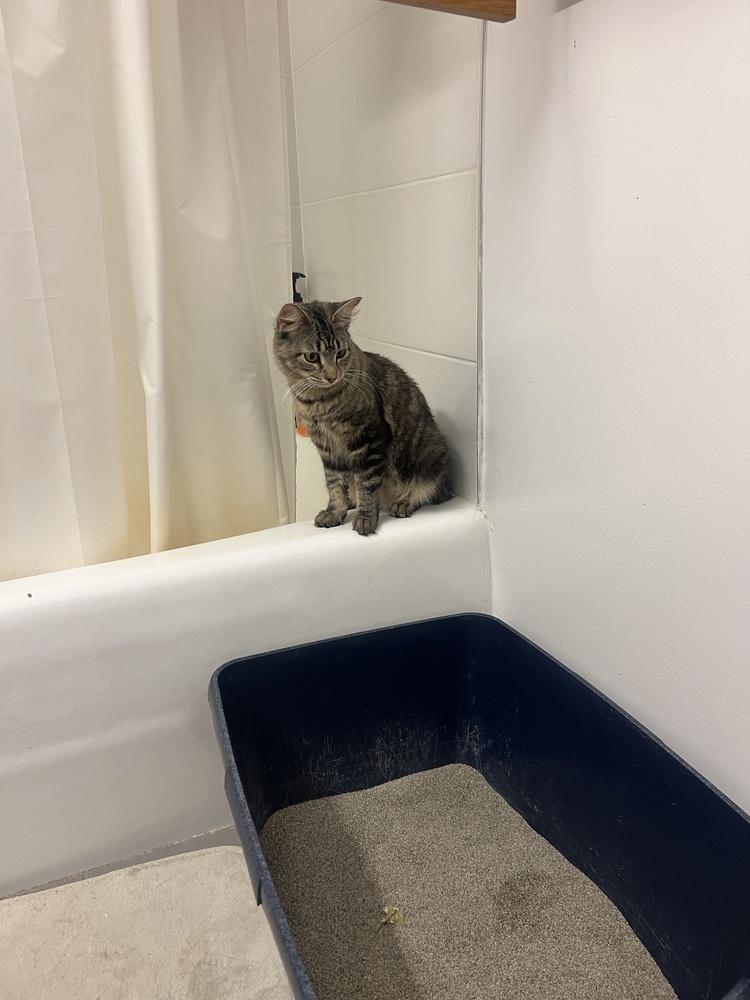 Milky Way (Sky), Adoptable, Adult Female Maine Coon.