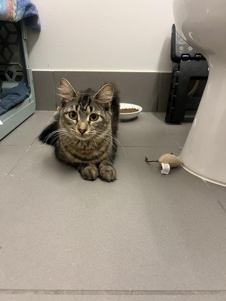 Milky Way (Sky), a Adoptable mixed breed in New York, NY image 6/6