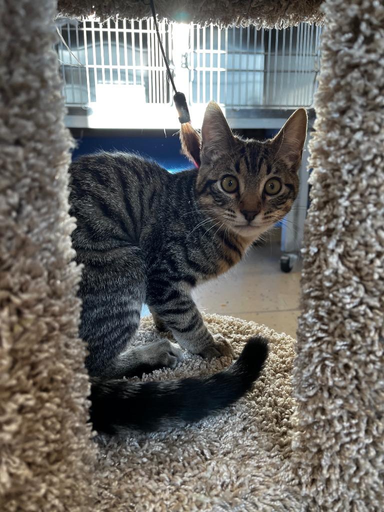 Sobol, Adopted, Kitten Male Domestic Short Hair.