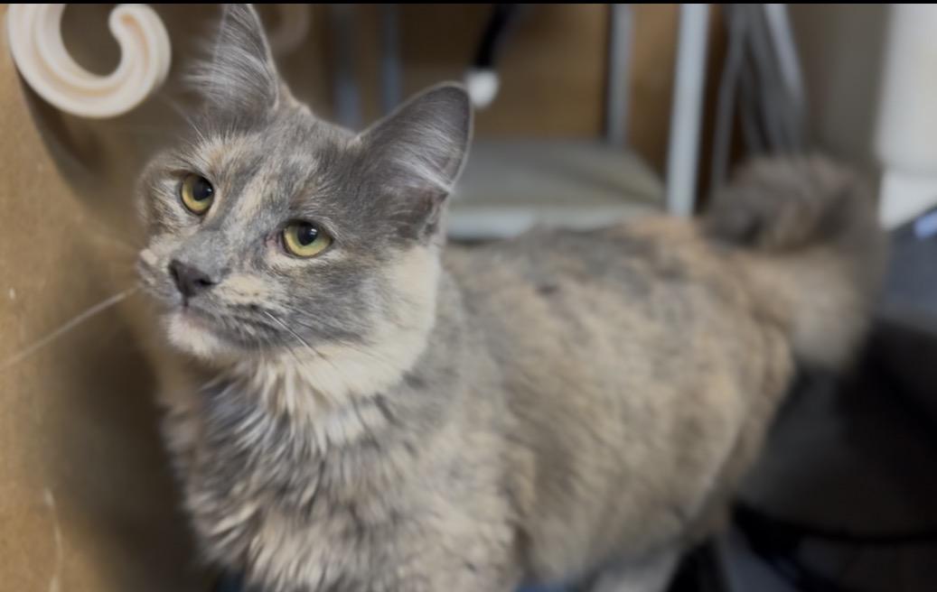 Enlarge Dust Bunny, a ADOPTABLE Domestic Long Hair in Pontotoc, MS image 1/1