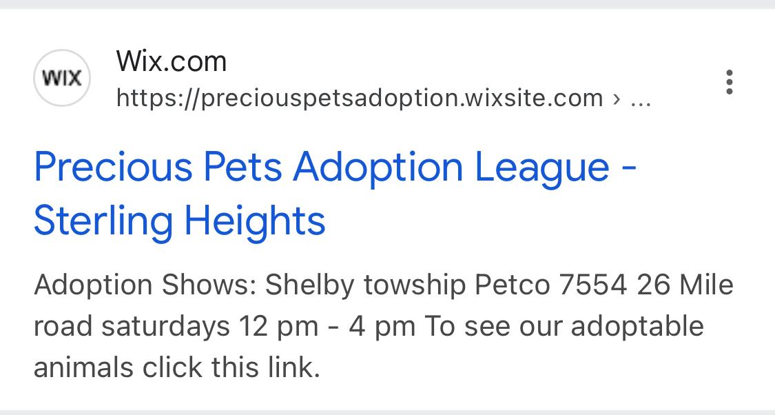 Enlarge Application adoption information, a Adoptable Domestic Short Hair in Shelby Township, MI image 2/3