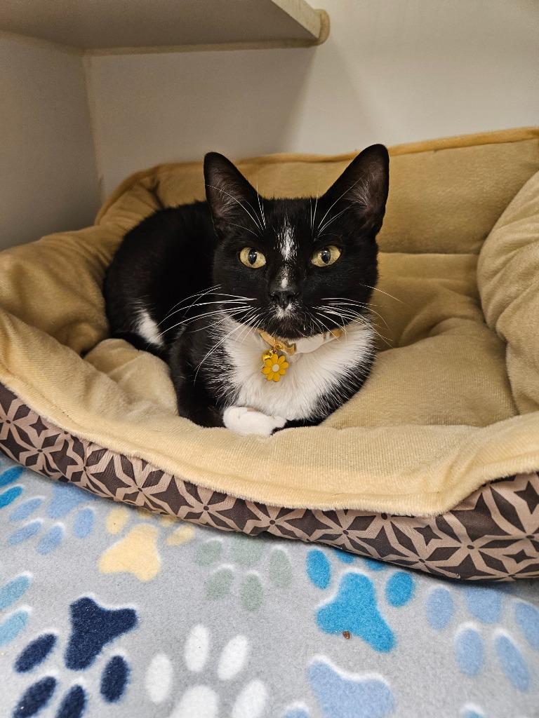 Sable (Leedy Lane), Adoptable, Young Female Domestic Short Hair.