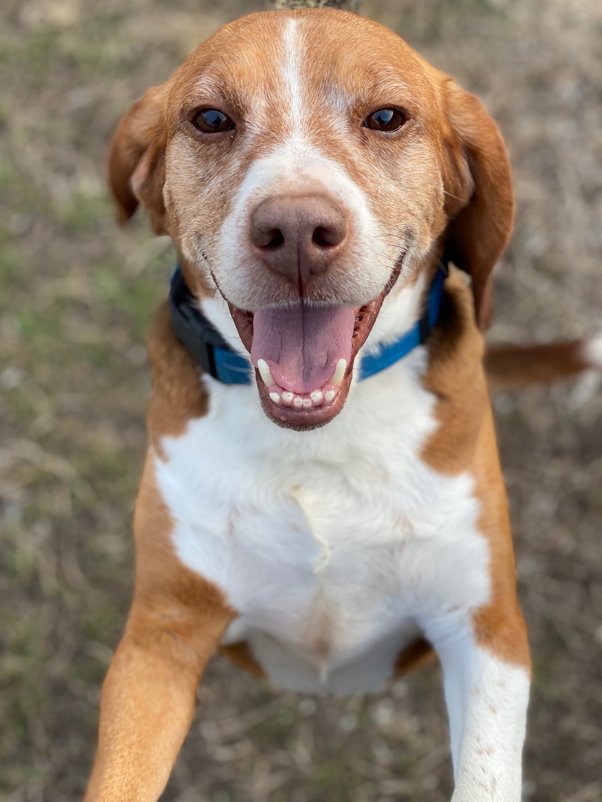 Red, Adult Male Beagle