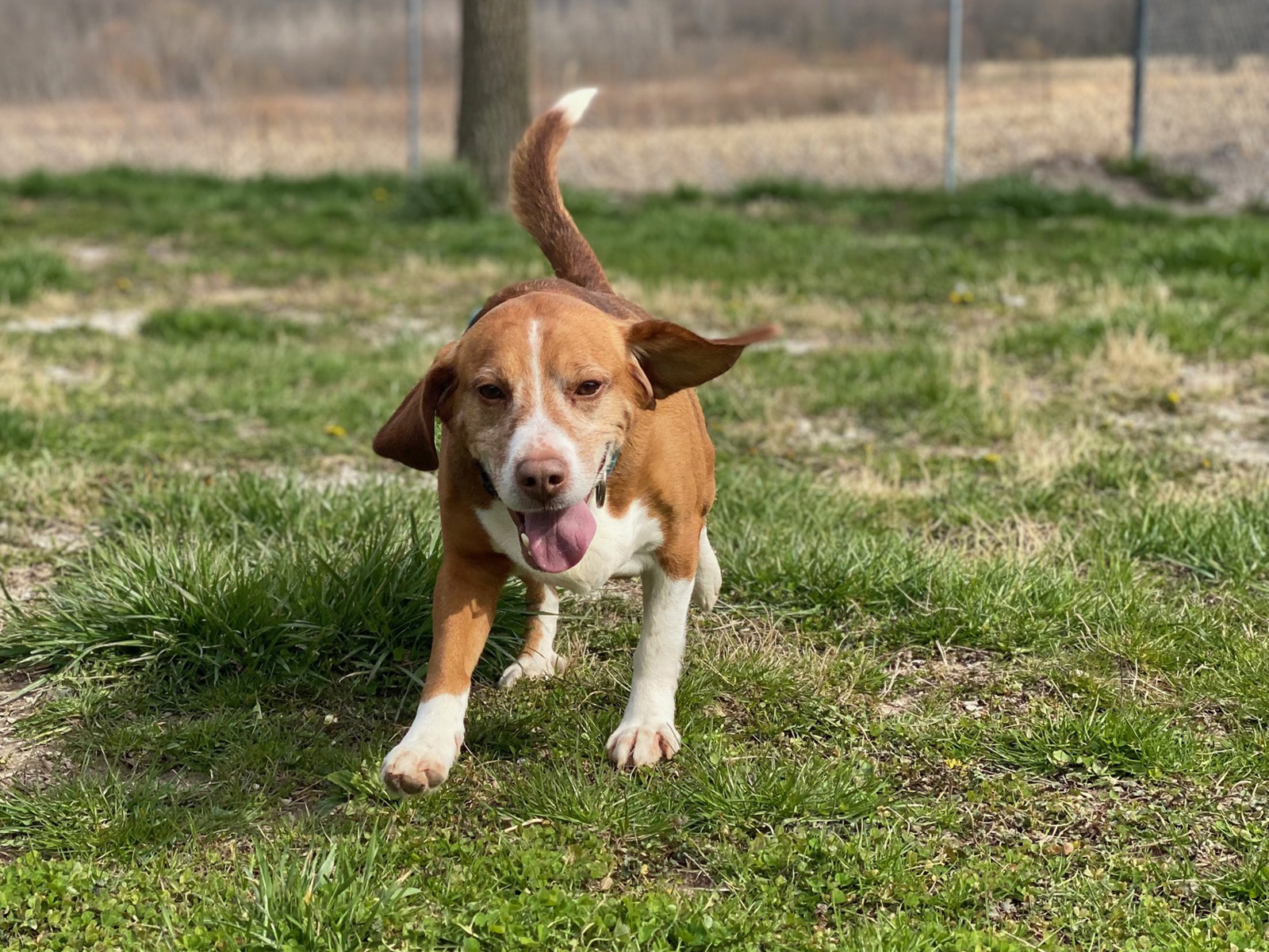 Red, a Adoptable Beagle in Indianapolis, IN image 3/5