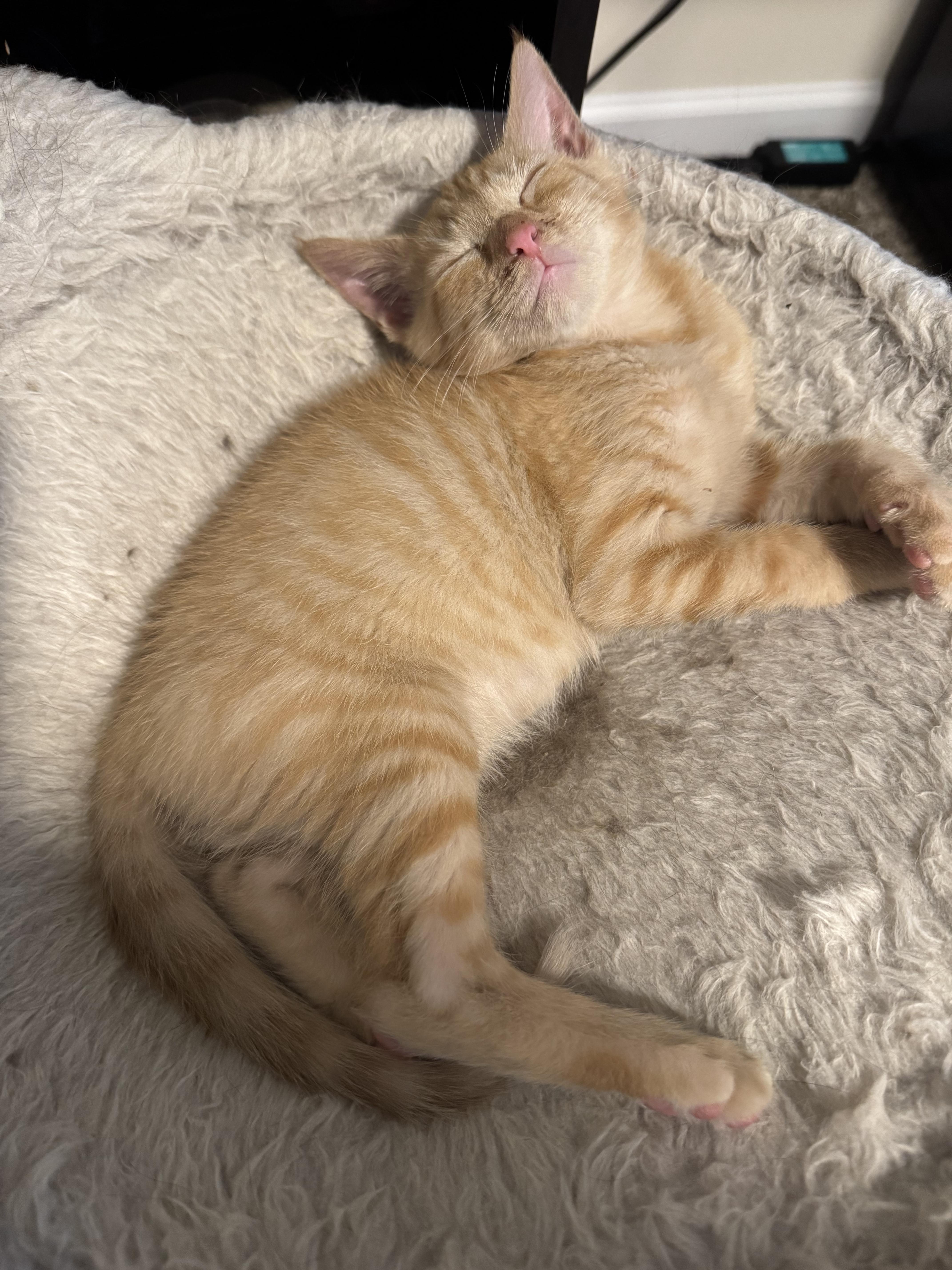 Enlarge Calvin, an adopted Domestic Short Hair in Landenberg, PA image 2/2