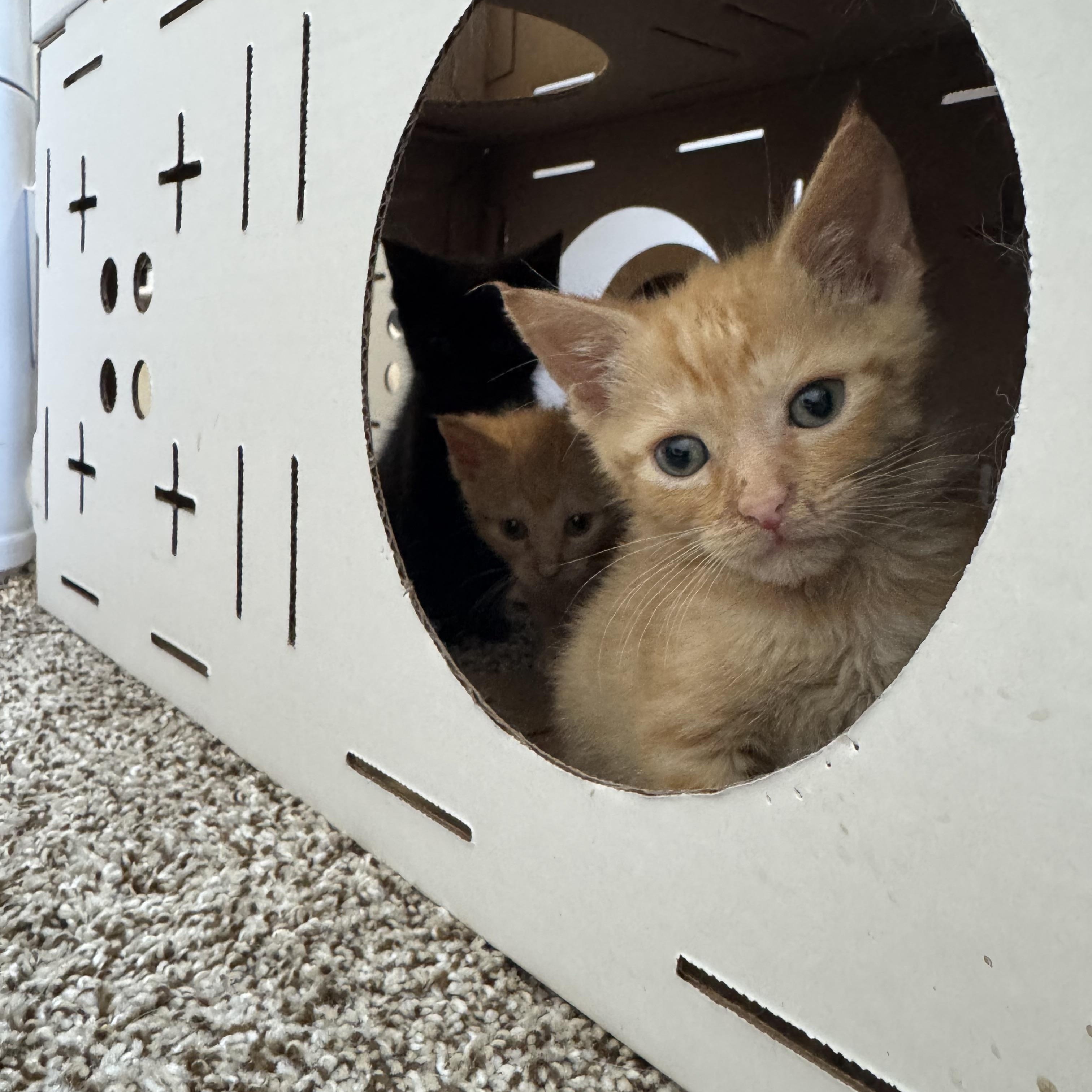 Calvin, adopted, Kitten Male Domestic Short Hair.