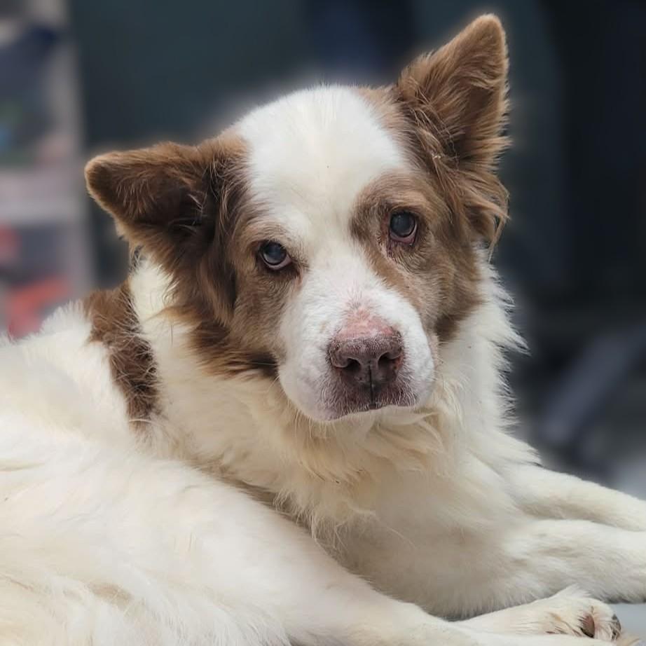 Enlarge Logger, an adopted mixed breed in Portsmouth, OH image 1/4