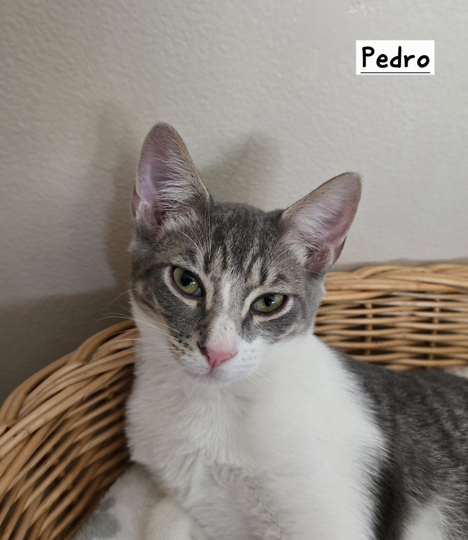 Pedro, Adoptable, Young Male Domestic Short Hair.