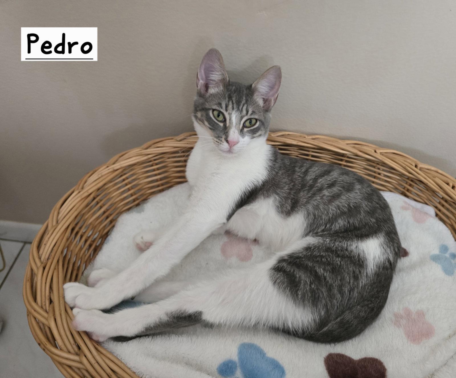 Enlarge Pedro, a Adoptable Domestic Short Hair in Boynton Beach, FL image 2/3