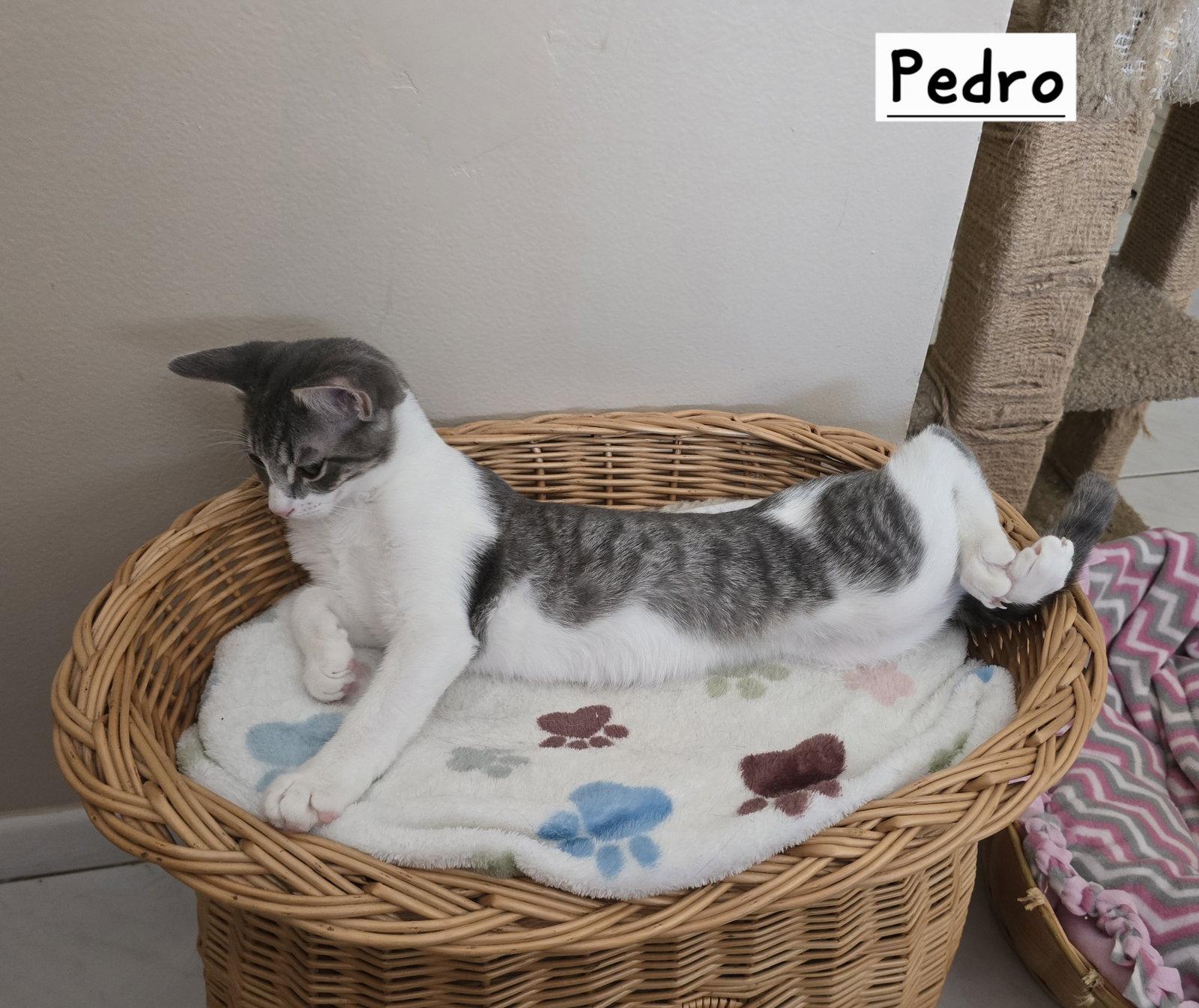 Enlarge Pedro, a Adoptable Domestic Short Hair in Boynton Beach, FL image 3/3