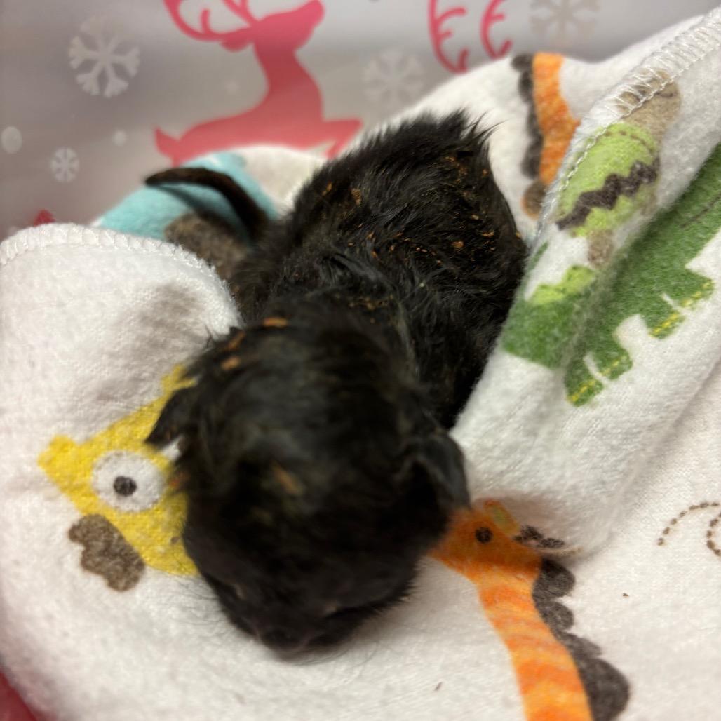 Squidward, Adoptable, Young Female Domestic Short Hair.