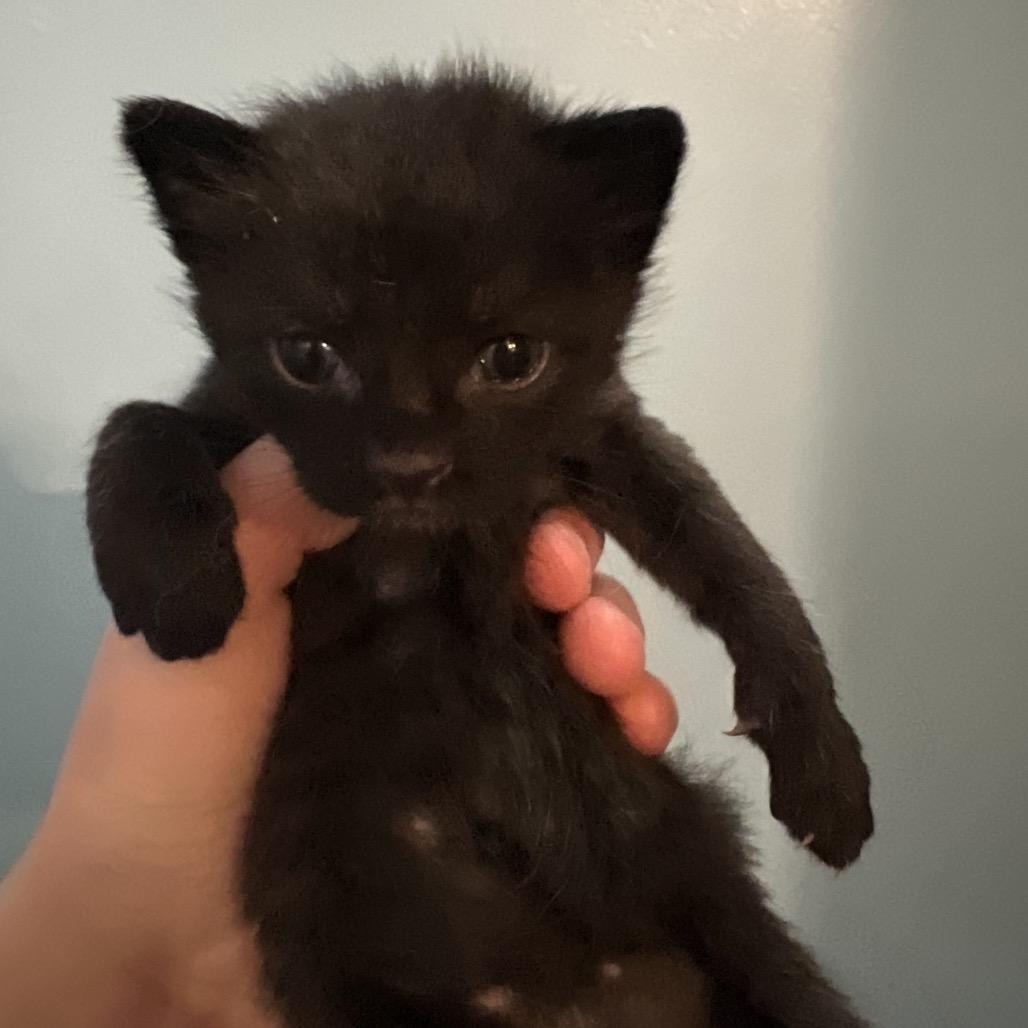 Enlarge Squidward, a Adoptable Domestic Short Hair in Ruckersville, VA image 2/3