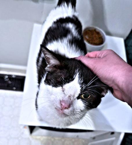 Wink, a Adoptable Domestic Short Hair in Rutherfordton, NC image 1/3