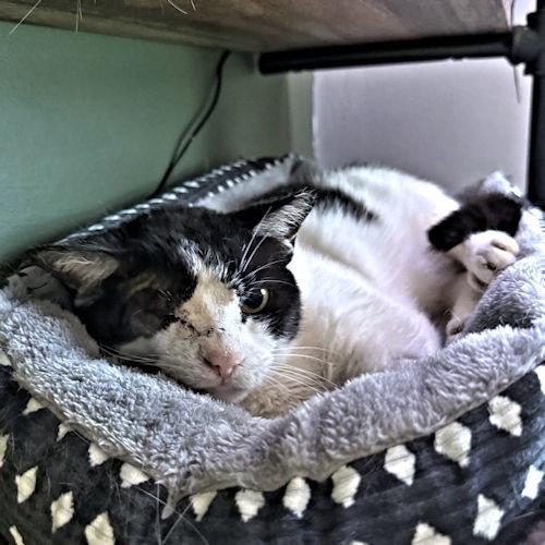 Wink, Adoptable, Young Female Domestic Short Hair.