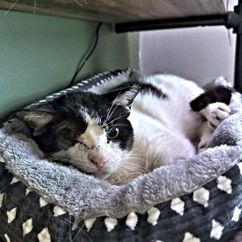 Wink, a Adoptable Domestic Short Hair in Rutherfordton, NC image 2/3