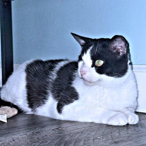 Wink, a Adoptable Domestic Short Hair in Rutherfordton, NC image 3/3