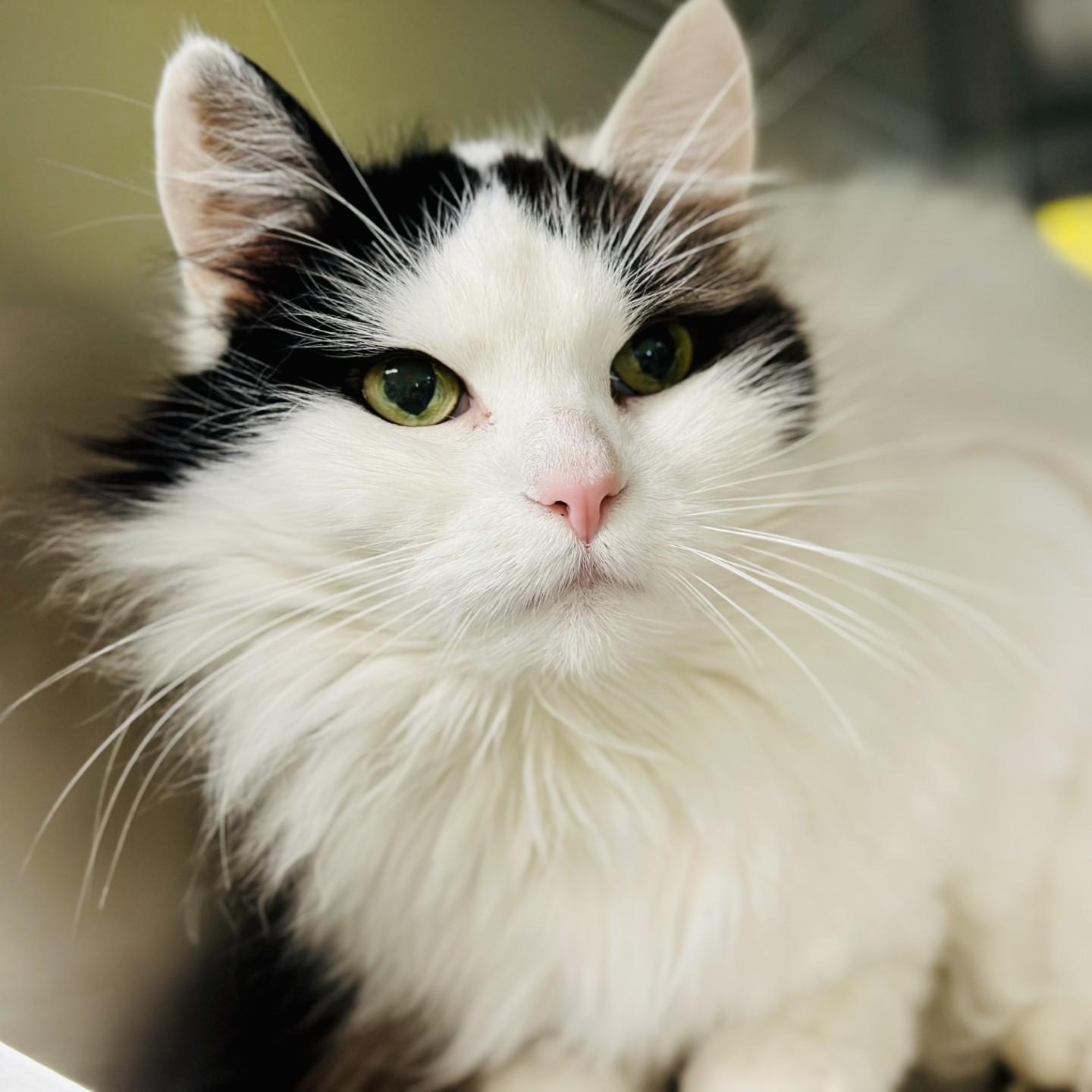 Enlarge Fluffy , a ADOPTABLE Domestic Medium Hair in Jackson, NJ image 3/3