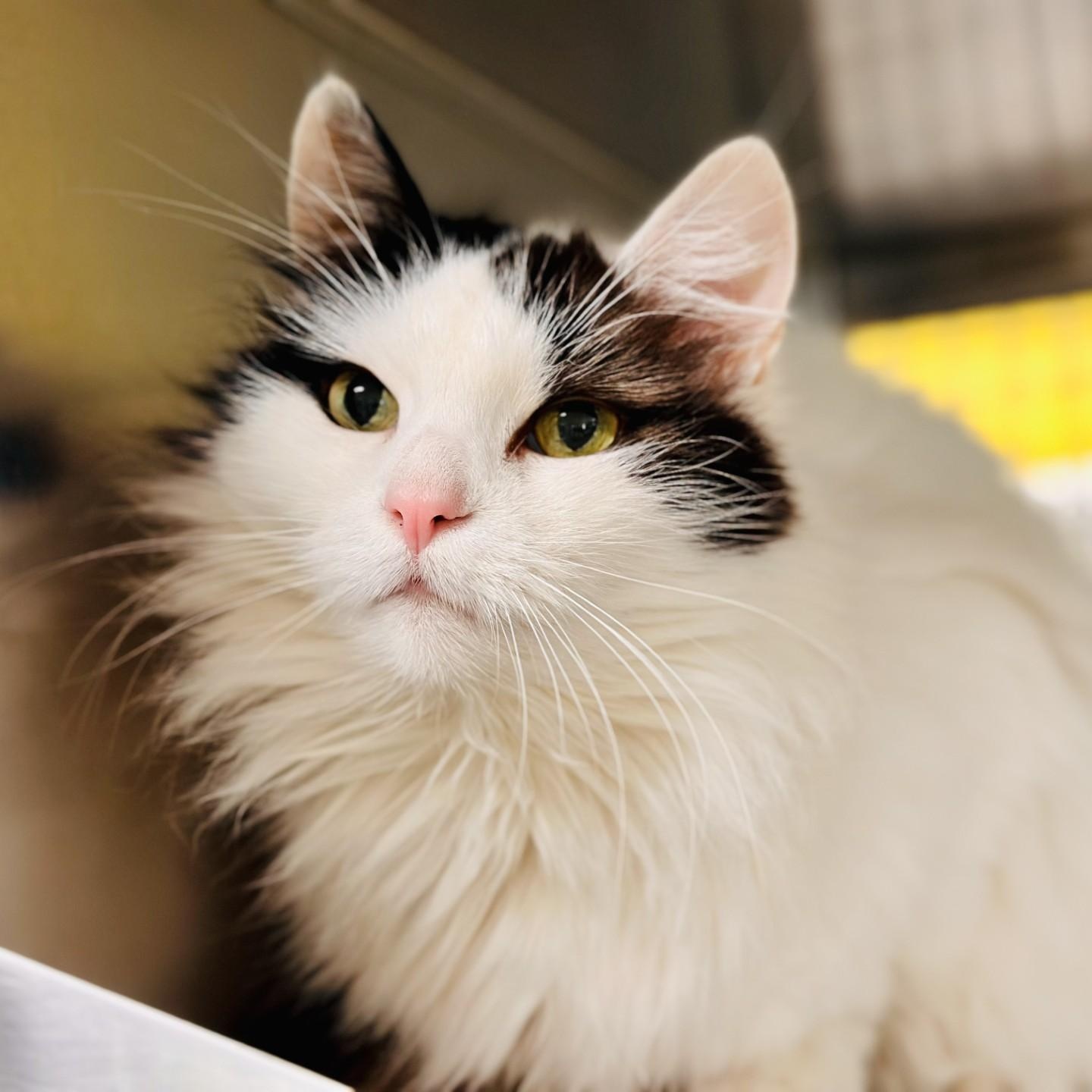 Fluffy , ADOPTABLE, Adult Female Domestic Medium Hair.