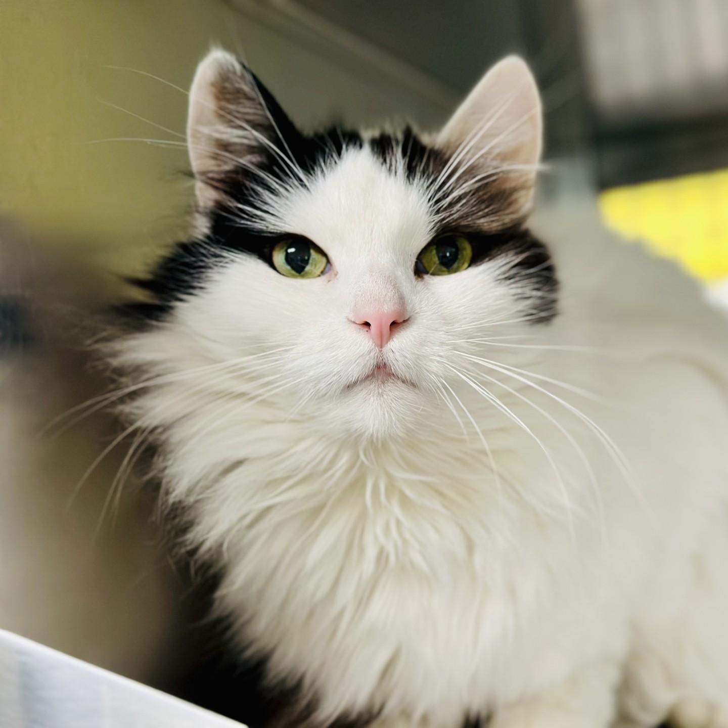 Enlarge Fluffy , a ADOPTABLE Domestic Medium Hair in Jackson, NJ image 2/3