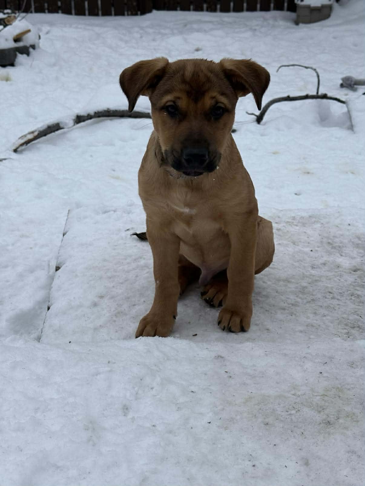 Enlarge Mick E. Moose, an adopted mixed breed in Winnipeg, MB image 3/6