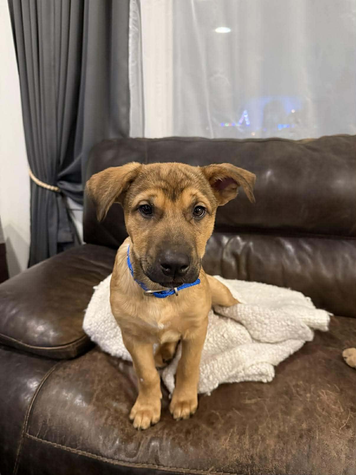 Enlarge Mick E. Moose, an adopted mixed breed in Winnipeg, MB image 5/6