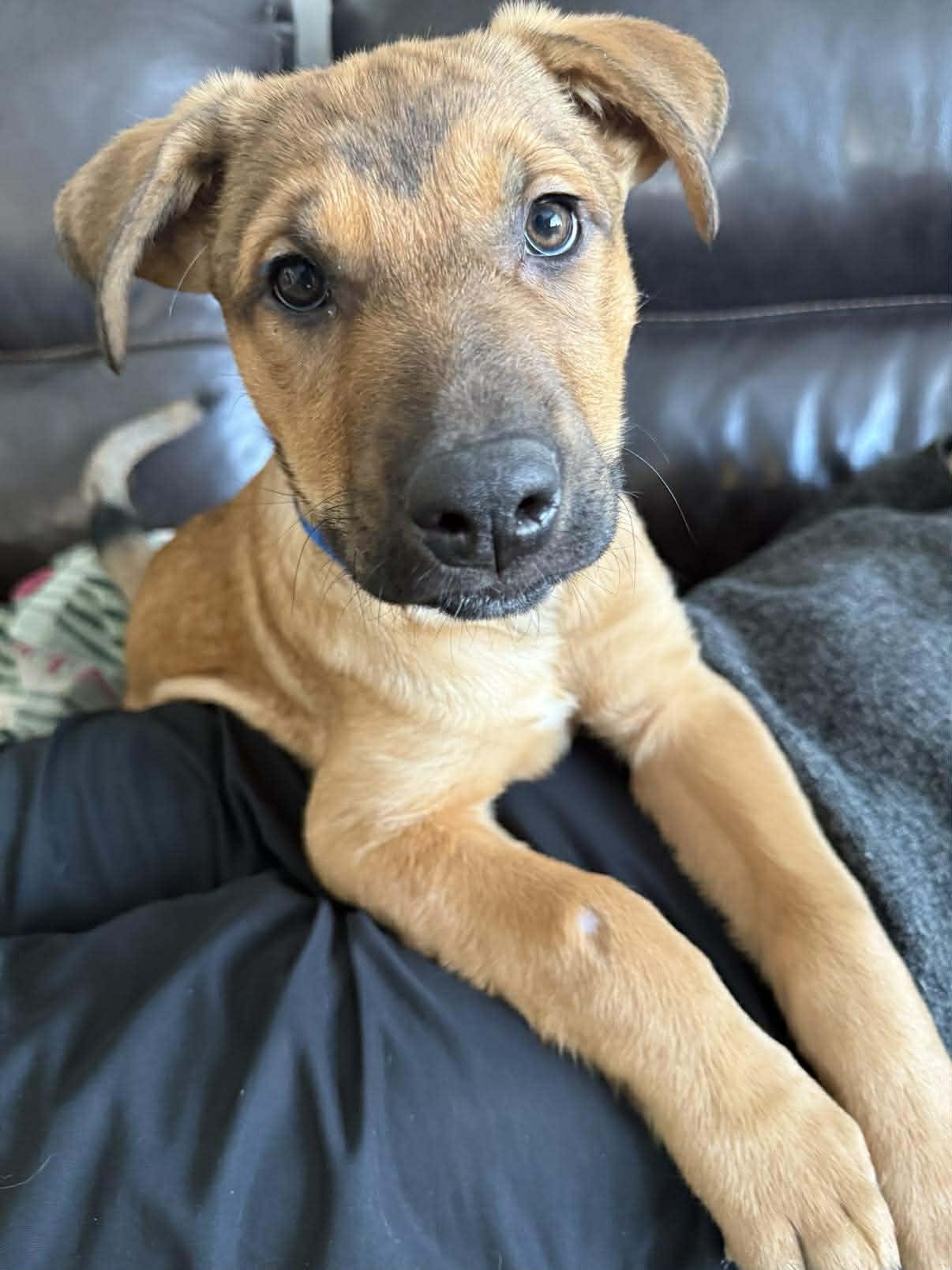 Enlarge Mick E. Moose, an adopted mixed breed in Winnipeg, MB image 2/6