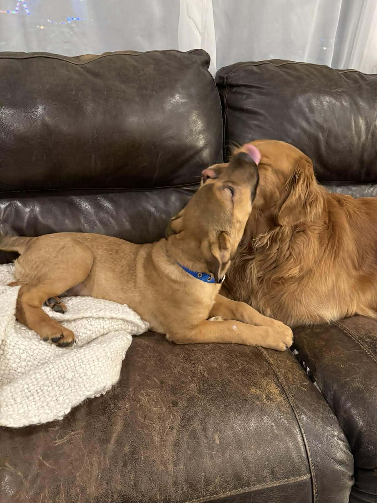 Enlarge Mick E. Moose, an adopted mixed breed in Winnipeg, MB image 4/6