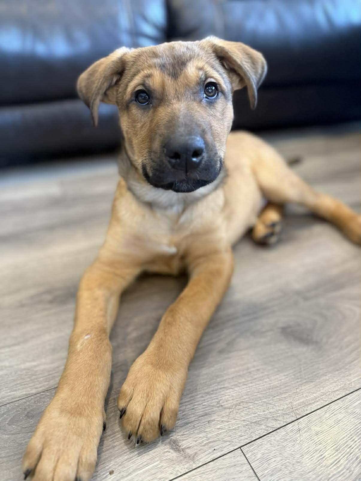 Mick E. Moose, adopted, Puppy Male Shepherd & Mixed Breed.