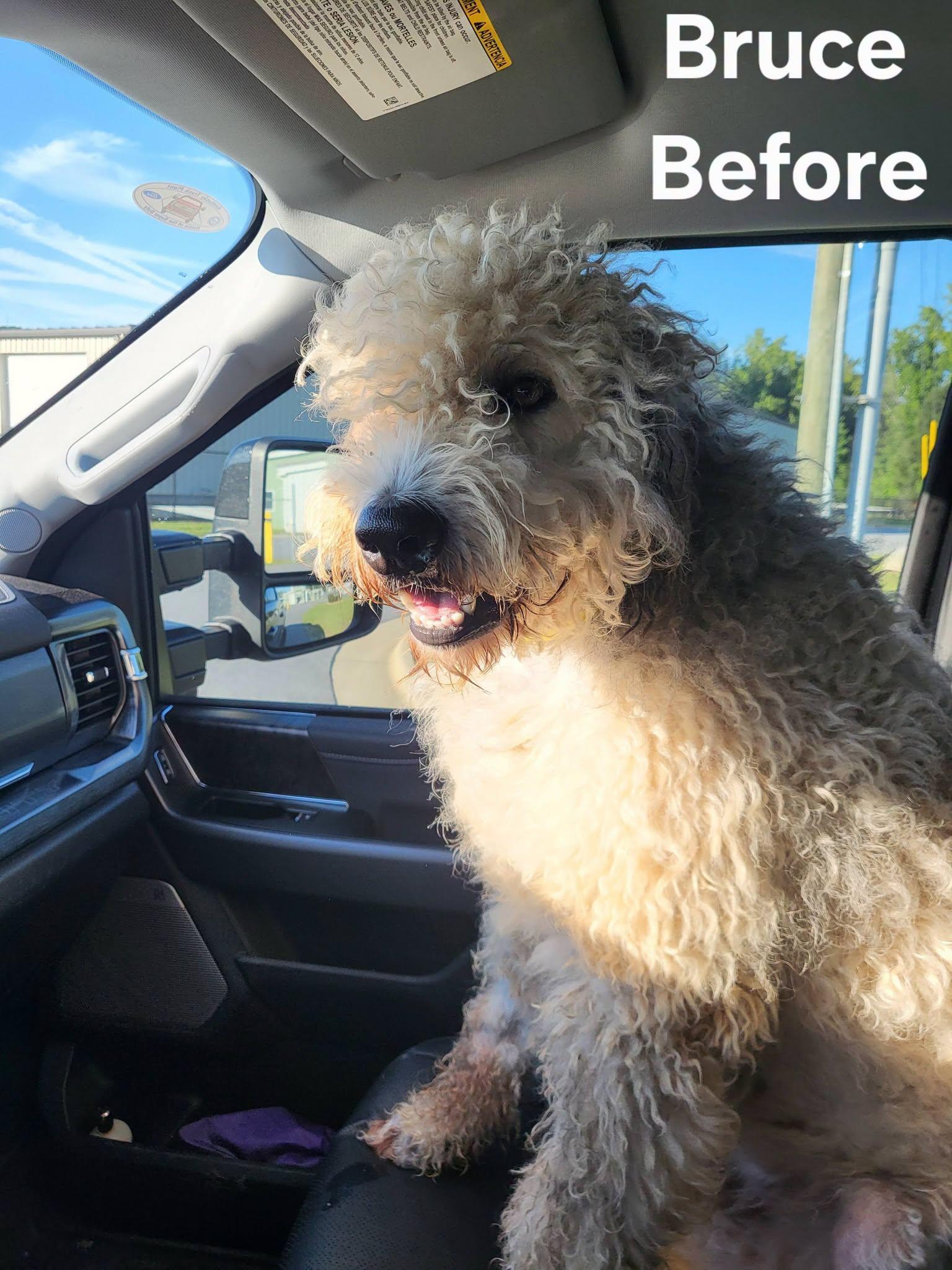 Enlarge Bruce, a Adopted Sheepadoodle in Salisbury, NC image 4/4