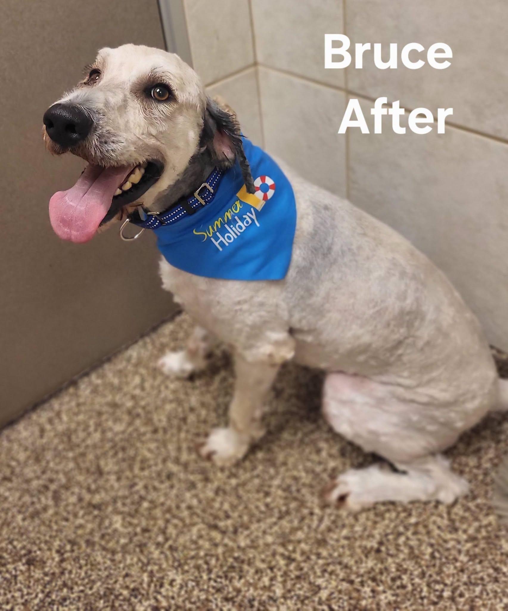 Enlarge Bruce, a Adopted Sheepadoodle in Salisbury, NC image 3/4