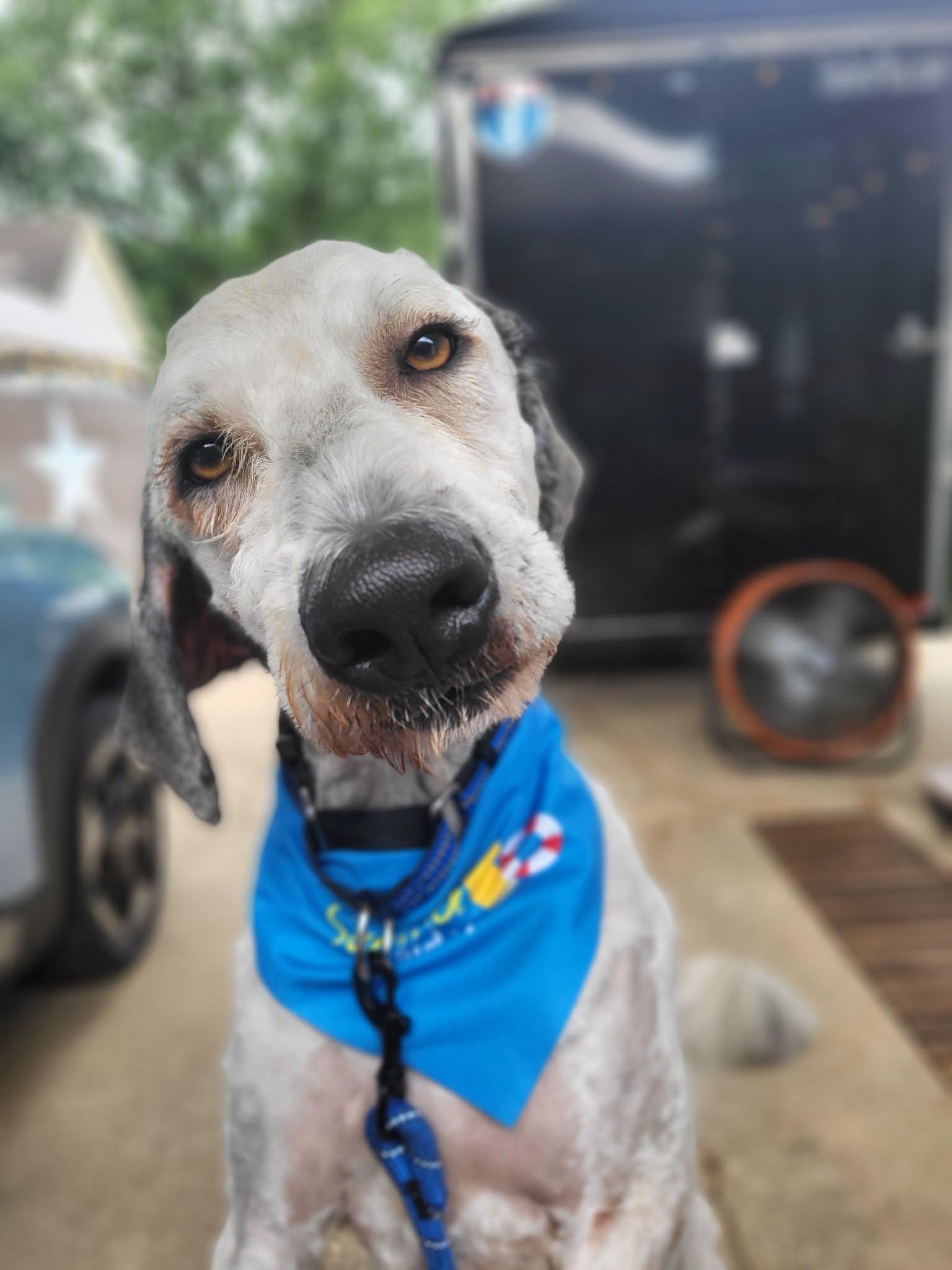 Enlarge Bruce, a Adopted Sheepadoodle in Salisbury, NC image 1/4