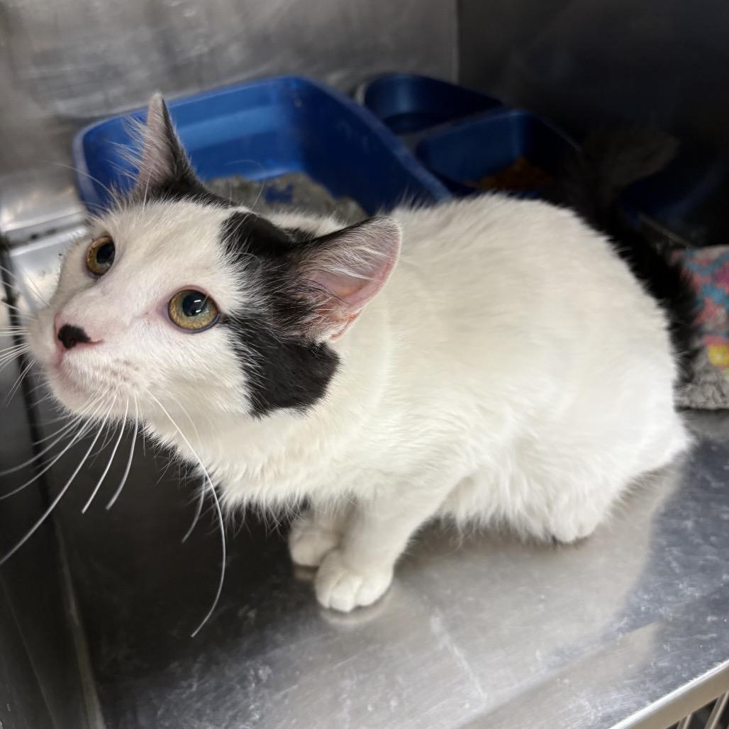 Rocky, Adoptable, Young Male Domestic Short Hair.