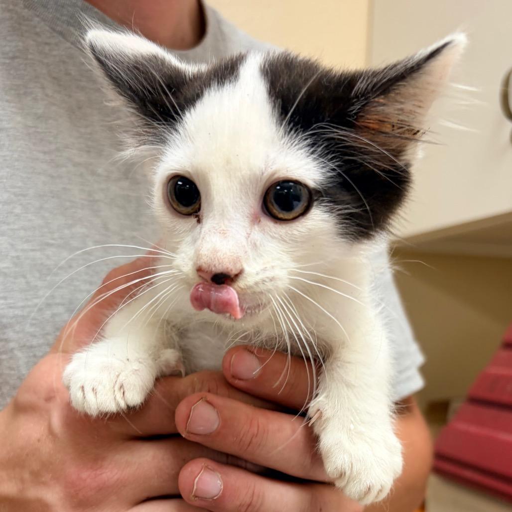 Enlarge Rocky, a Adoptable Domestic Short Hair in Palestine, TX image 2/2