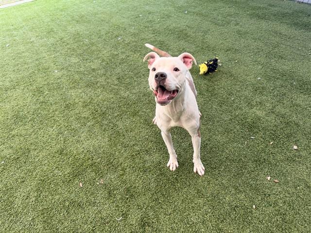 MILO, Adoptable, Young Male Pit Bull Terrier & Mixed Breed.