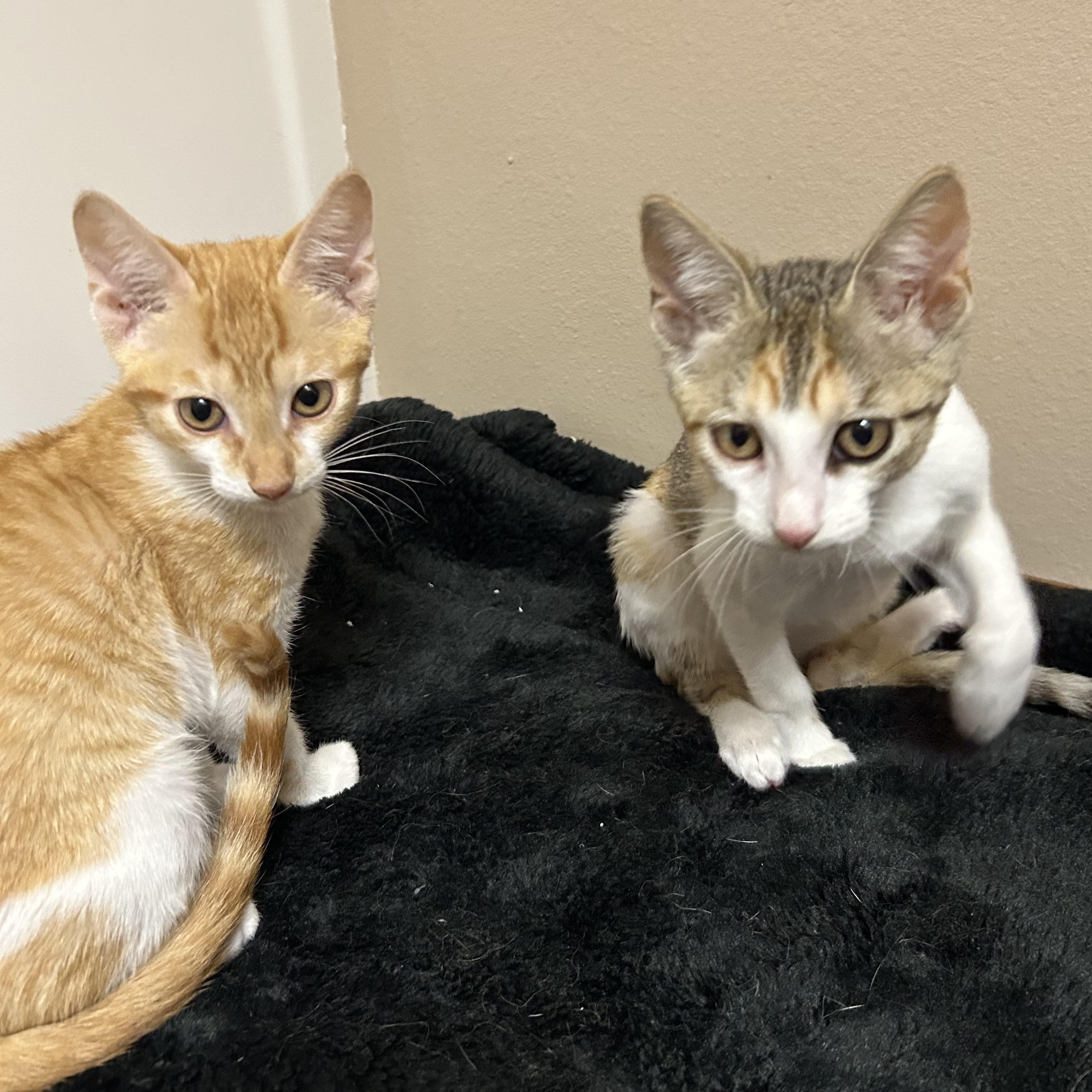 Enlarge Caribou , a ADOPTABLE Domestic Short Hair in Rice, MN image 4/5