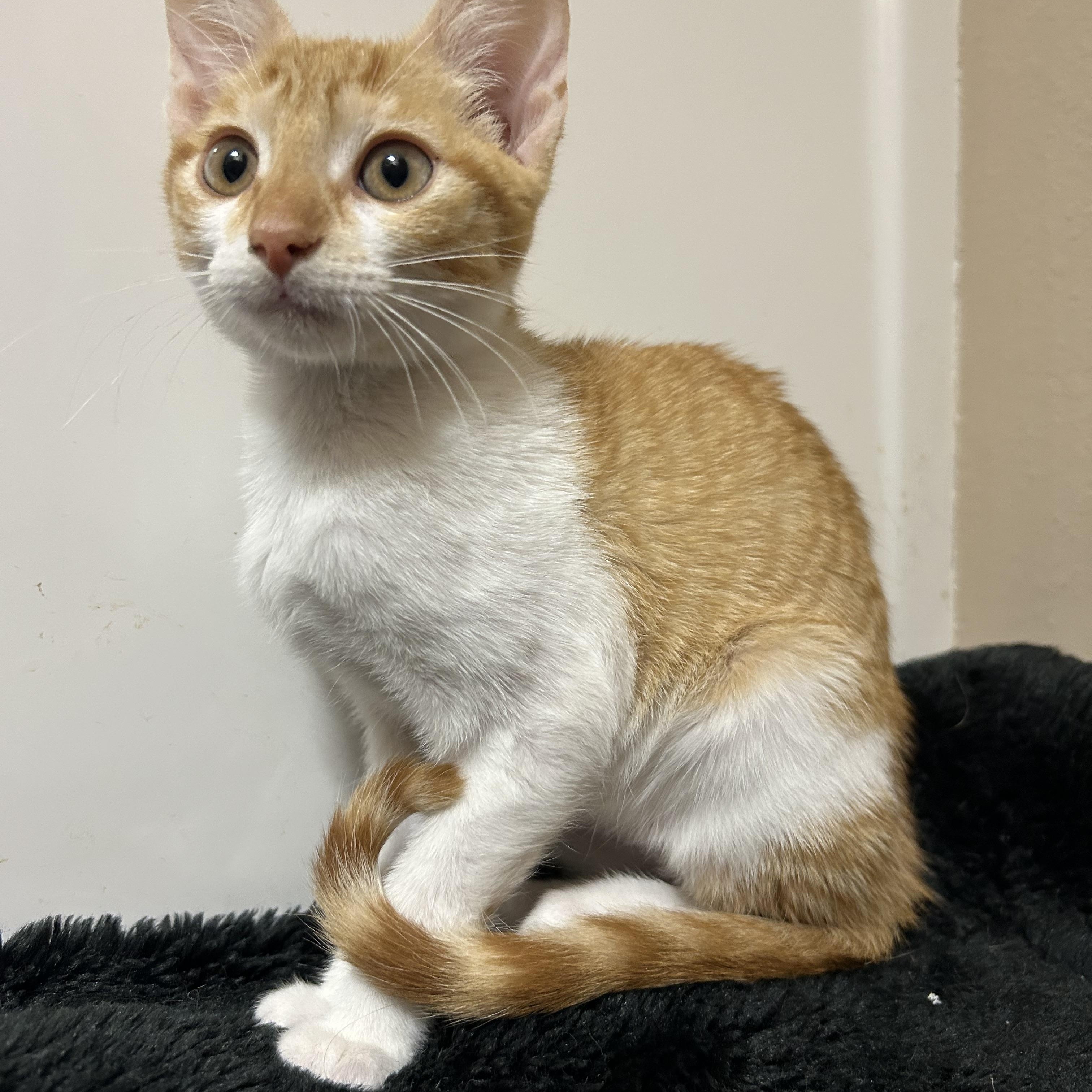 Enlarge Caribou , a ADOPTABLE Domestic Short Hair in Rice, MN image 2/5