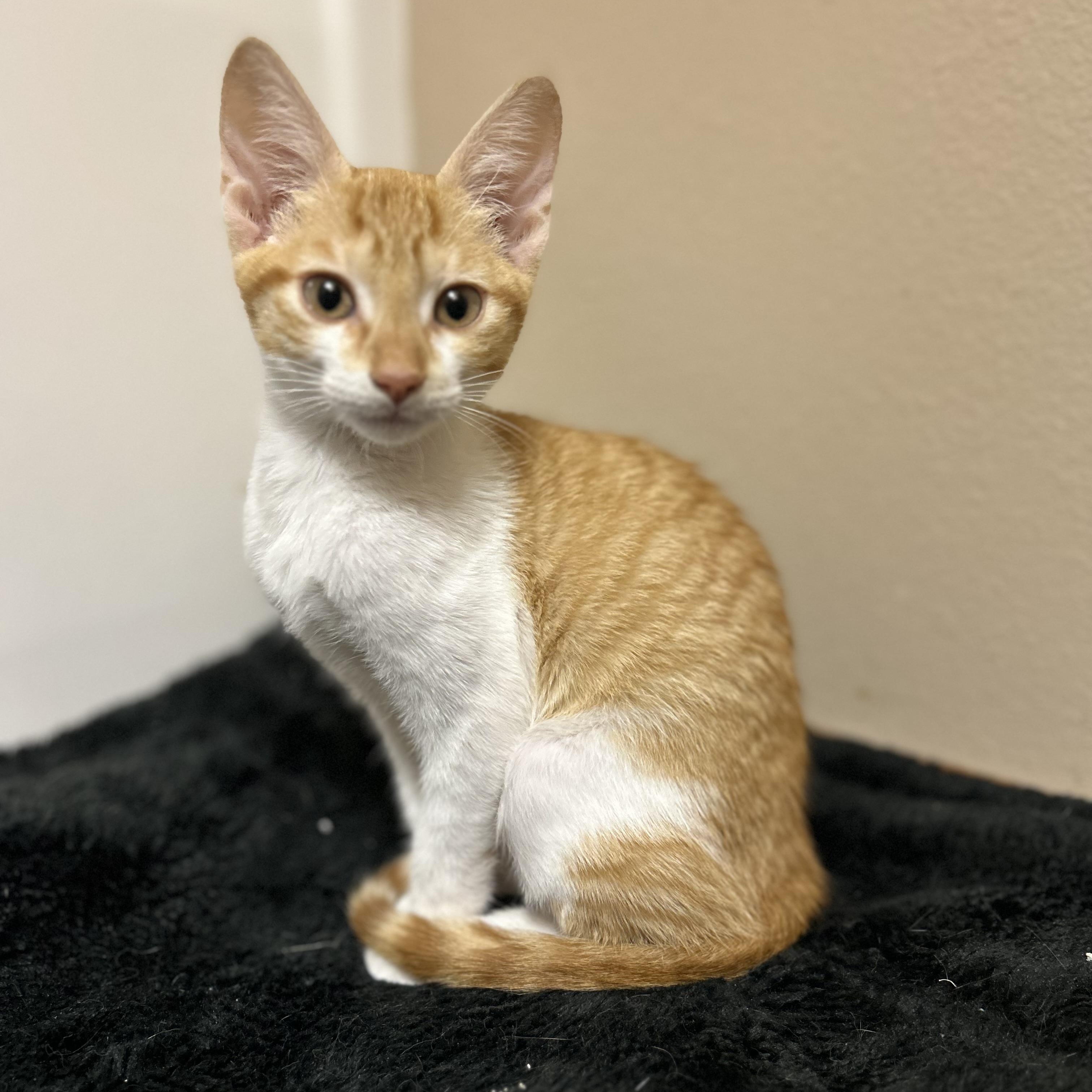 Enlarge Caribou , a ADOPTABLE Domestic Short Hair in Rice, MN image 1/5