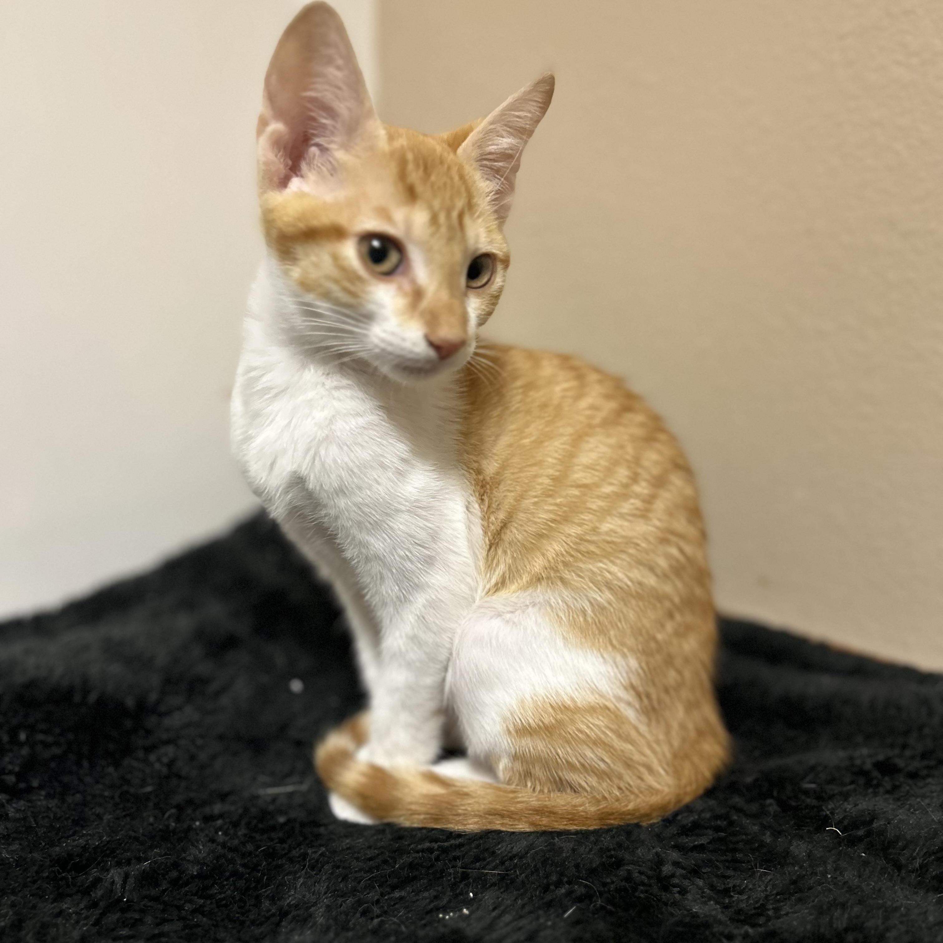 Enlarge Caribou , a ADOPTABLE Domestic Short Hair in Rice, MN image 5/5
