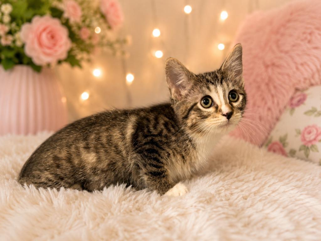 Princess Peach, a Adoptable mixed breed in Corpus Christi, TX image 3/3