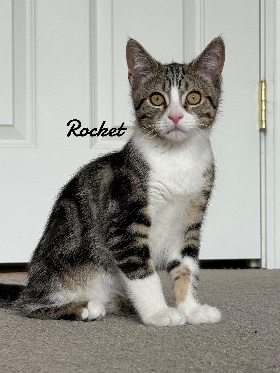 Enlarge Rocket, a Adoptable mixed breed in Naugatuck, CT image 1/2