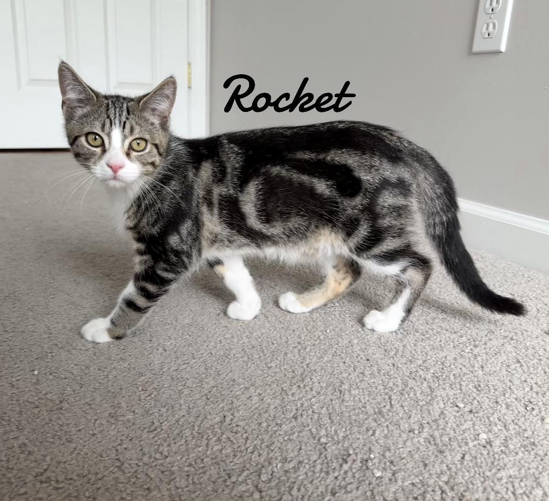 Enlarge Rocket, a Adoptable mixed breed in Naugatuck, CT image 2/2