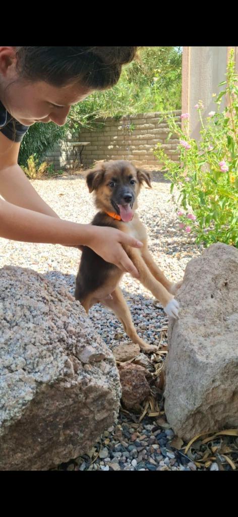 Enlarge Austin, a Adoptable Mixed Breed in Mesa, AZ image 2/4