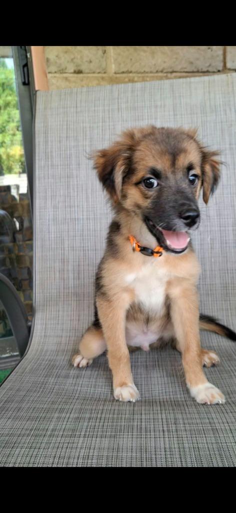 Enlarge Austin, a Adoptable Mixed Breed in Mesa, AZ image 3/4