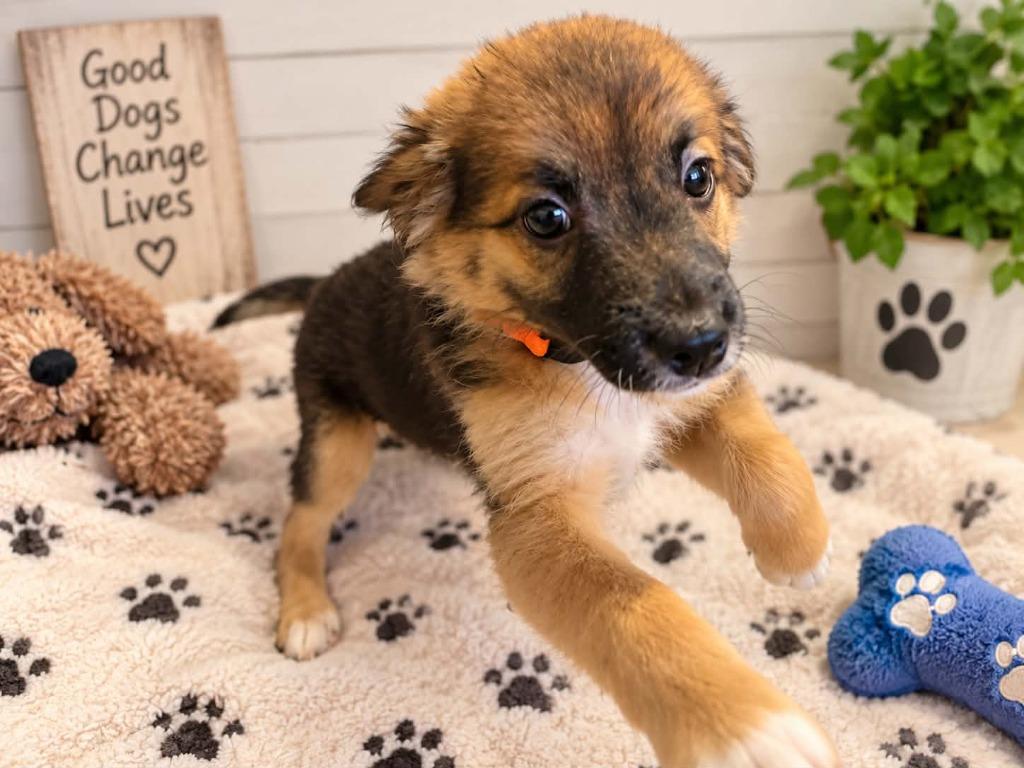 Enlarge Austin, a Adoptable Mixed Breed in Mesa, AZ image 4/4