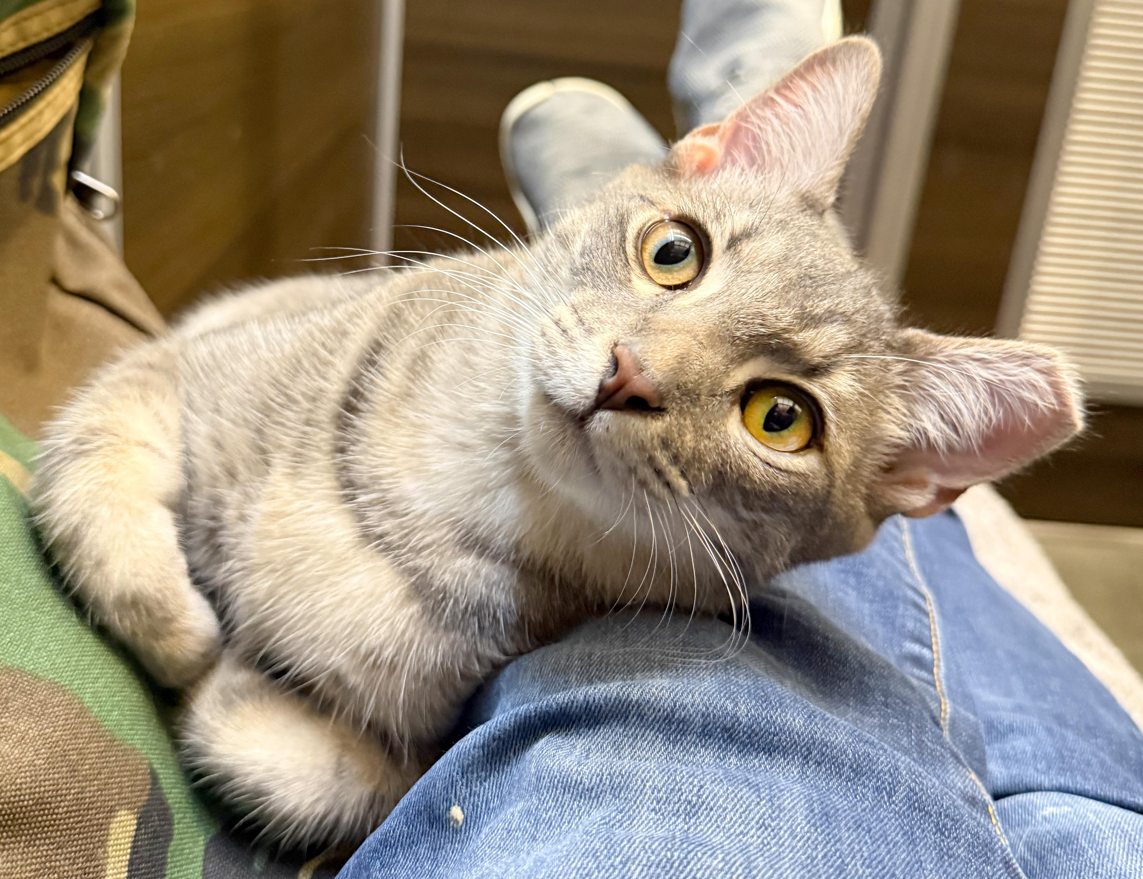 Enlarge Finn - ADOPTION PENDING!, an adopted mixed breed in Hilton Head Island, SC image 1/4