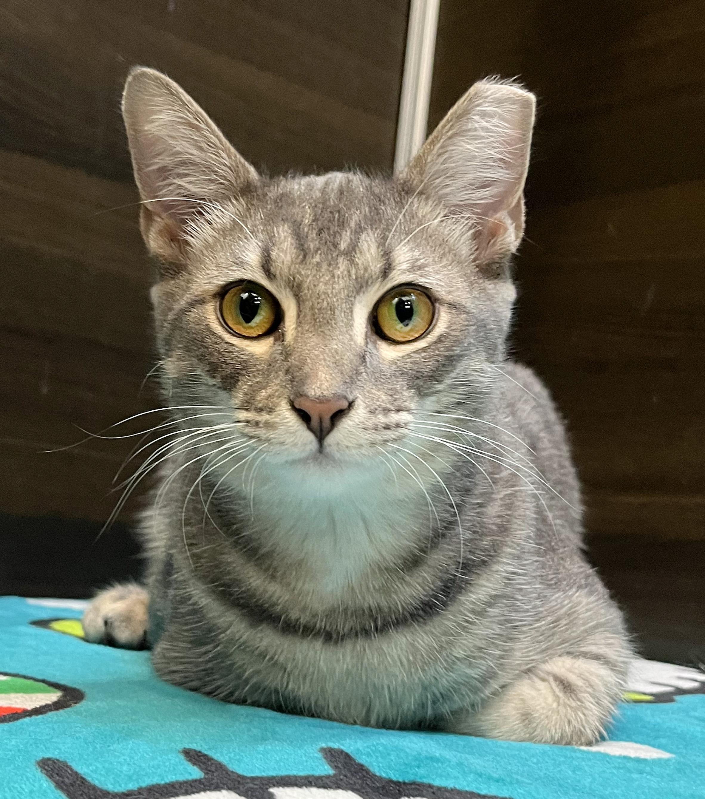 Enlarge Finn - ADOPTION PENDING!, an adopted mixed breed in Hilton Head Island, SC image 3/4